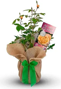 Happy 70th Birthday Rose Bush Gift Wrapped- Plant Gift Perfect for Gardeners