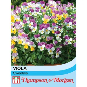 Viola x Williamsiana Sweeties 1 Seed Packet (25 Seeds)