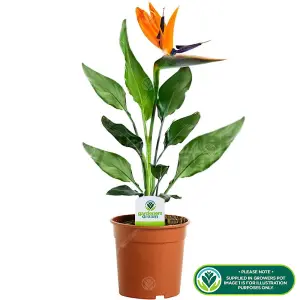 Strelitzia nicolai - Bird of Paradise Indoor Plant in 12cm Pot, Low Maintenance Houseplant (40-50cm Height Including Pot)