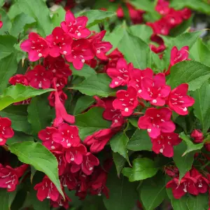 Gardeners Dream Weigela Picobella Rosso (9cm)