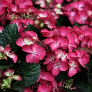 Dark Angel Red Outdoor Shrub Plant Hydrangea Macrophylla 2L Pot