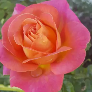 Rose Bush 'Chicago Peace' - Two-Toned Scented Rose Bush in 3 Litre Pot