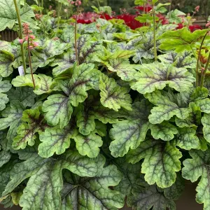 Heucherella Tapestry - Pink Flowers, Evergreen Foliage, Perennial Plant, Moderate Height (30-40cm Height Including Pot)