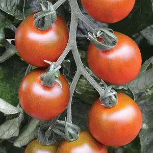 Tomato Ruby Falls 1 Seed Packet