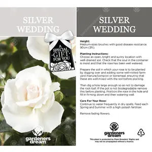 Silver Wedding 25th Anniversary White Rose - Outdoor Plant, Ideal for Gardens, Compact Size