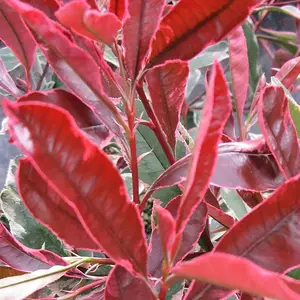 Pink Marble Photinia Shrub Plant Photinia x Fraseri 10L Pot 1.2m - 1.5m