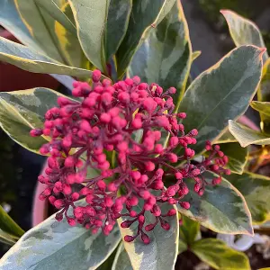 3 Large Skimmia Plants in 9cm Pots - Mixed Varieties - Autumn/Winter Colour