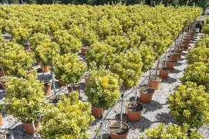 Euonymus Aureomarginata Evergreen Standard Tree 3ft Tall Supplied in a 7 Litre Pot