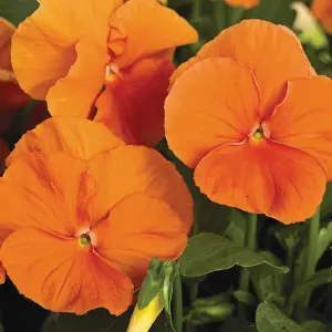 Viola Orange Bedding Plants - Radiant Blooms (10 Pack)