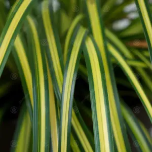 Carex Eversheen - Golden-Yellow Foliage, Evergreen, Hardy (20-30cm Height Including Pot)