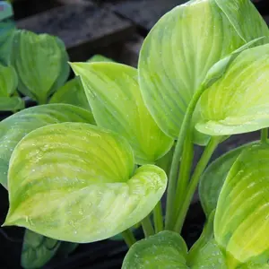 Hosta Guacamole - Bright Green Foliage, Ideal for Shady Borders in UK Gardens, Compact Size (20-30cm Height Including Pot)