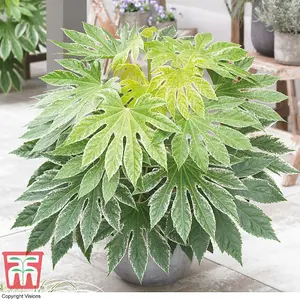 Fatsia japonica Spider's Web 9cm Pot x 2