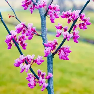 Cercis Carolina Sweetheart Tree - Heart-Shaped Foliage, Pink Flowers, Compact Size (5-6ft)