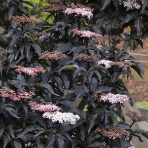 Sambucus Black Tower Garden Plant - Striking Black Foliage, Compact Size (10-30cm Height Including Pot)