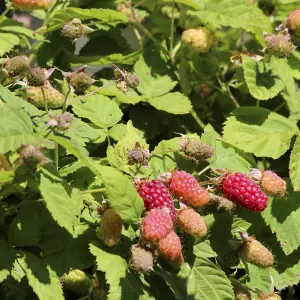 Rubus idaeus Malling Promise Garden Plant - Sweet Red Raspberries, Compact Growth, Medium Size (20-30cm Height Including Pot)