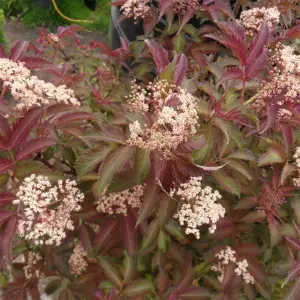 Gardeners Dream Sambucus Serenade (9cm)