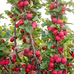 1 x Mini Apple Tree 'Malus Appletini' - in 13cm Pot, Apples Trees for Small Gardens, Grow Your Own Fruit, Garden Ready