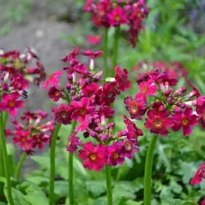 Myriad Primula Collection - Set Of 15 Young Plants 3 Of Each Variety