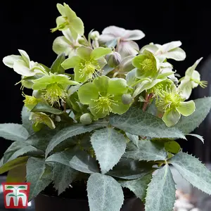 Helleborus sternii Silver Star 14cm Potted Plant x 1