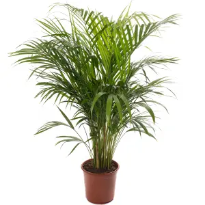 Areca Palm - Lush Tropical Houseplant for Indoor Spaces (100-120cm Height Including Pot)