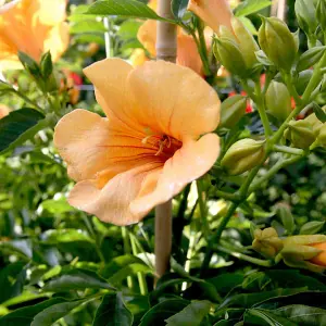 Campsis Summer Jazz Sunrise Gold 2 Litre 15cm Potted Plant x 2