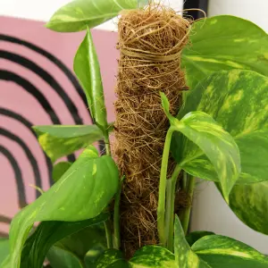 Real Devil's Ivy Pothos Indoor Plant on Moss Pole in 15cm Pot - Epipremnum pinatum Aureum Variegated Air Purifying Houseplant