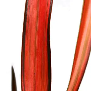 Phormium Maori Maiden Garden Plant - Striking Variegated Foliage, Compact Size, Hardy (25-35cm Height Including Pot)