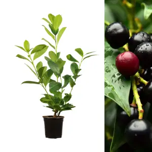 5 x Cherry Laurel Hedging Plant in 3L Pots - 60-80cm Evergreen Foliaged Winter Hardy Prunus laurocerasus Rotundifolia Shrubs