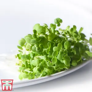 Microgreens Mizuna CN Mizuna 1 Seed Packet (300 Seeds)