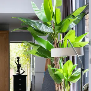 Blooming Artificial - 275cm / 9ft XL Artificial Musa Banana Tree