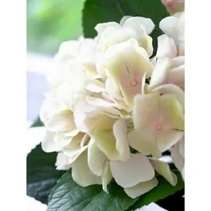 Bloom Artificial Single Belle Epoque Hydrangea Flower Stem - Faux Fake Silk Flower Indoor Floral Home Decoration - Measures L60cm