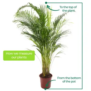 Areca Palm - Lush Tropical Houseplant for Indoor Spaces (90-100cm Height Including Pot)