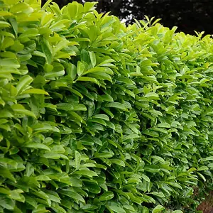 Cherry Laurel Hedge Prunus laurocerasus Set of 50 Bare Root Hedges