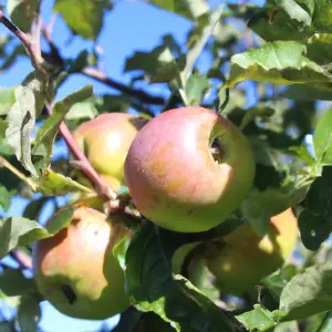 Lincolnshire Fruits Blenheim Orange Bareroot Apple Apple 7 Litre Tree