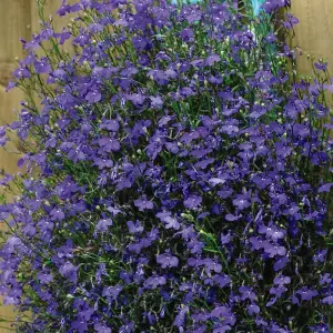 Lobelia Monsoon 1 Seed Packet (650 Seeds)