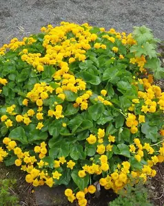 Lincolnshire Pond Plants Ltd Marginal Plants - Pond Plants (Caltha Palustris)  - 2x Plants and 2 Pots & compost