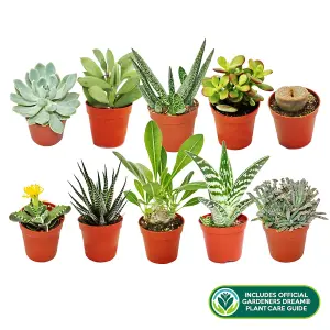 Succulent Plant Mix - Indoor Plant Mix for Home Office, Kitchen, Living Room in Pots (10 plants)