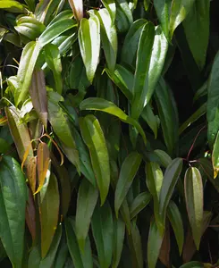 Clematis Armandii - Hardy, Evergreen Climber - Supplied In A 7cm Pot