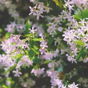 Trachelospermum 'Pink Showers' 1.7 Litre Potted Plant x 1