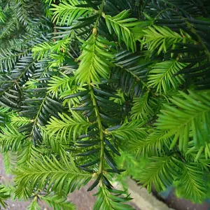 Yew Hedging Plant, Taxus baccata, 9cm Pot, Pack of 25, Evergreen, Ready to Plant