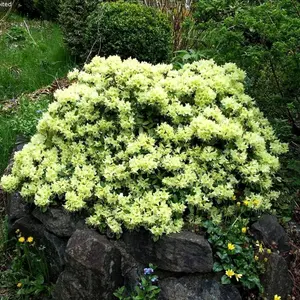 Rhododendron Shamrock (15-25cm Height Including Pot) Garden Plant - Compact Shrub, Pink Blooms