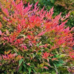 Direct Plants Nandina Domestica Heavenly Bamboo Shrub Large 40cm Supplied in a 3 Litre Pot