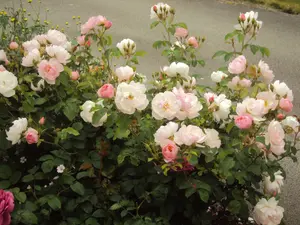 Huge Climbing Tricolour Rose Bush - Pink, White & Apricot - VERY RARE 5L Pot