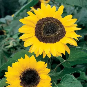 Sunflower Giant Yellow 1 Seed Packet (50 Seeds)