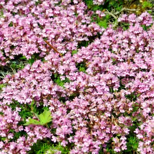 Thyme Pink Herb Plant - Creeping Thyme, Aromatic Ground Cover (5-15cm Height Including Pot)