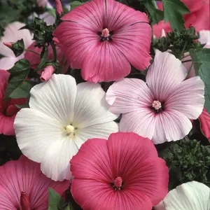 3 Mixed Lavatera - Lovely Flowering Shrubs for UK Gardens - Outdoor Plants (20-30cm Height Including Pot)