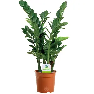 Indoor Plant Mix - Houseplant Collection, Dieffenbachia, Zamioculcas & Areca Palm (3 Plants - 30-50cm Height Including Pot)