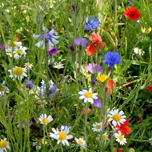 Colourful Annuals Mix 1 Seed Packet (Mixed Seed)