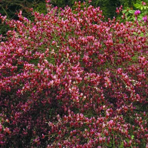 Cytisus Hollandia, Garden Broom Plant for UK Gardens (15-25cm Height Including Pot)