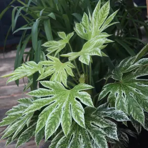 Tsumugi Shibori Japanese Aralia Plant Fatsia Japonica 7.5L Pot 40cm - 50cm